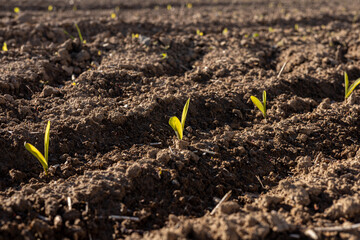 Young corn plants sprout from the ground in a rural field, showcasing fresh green leaves against dark soil under clear skies