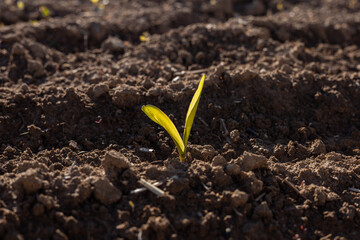 A vibrant corn sprout breaks through rich soil in a rural field, showcasing fresh growth under the warm sun