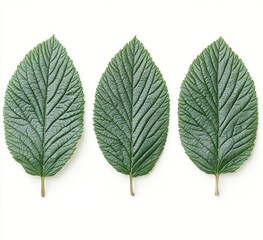 Three vibrant green leaves arranged symmetrically on a white background (1)
