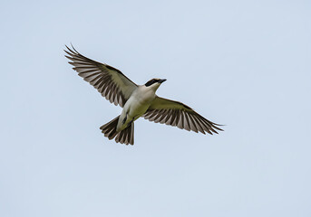 Obraz premium Osprey in Flight: Bird Photography