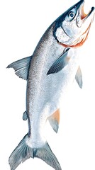 Salmon leaping