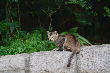 cat in the garden