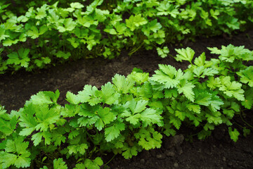 Young spring parsley growing in a greenhouse. Background from growing parsley, close-up. Parsley leaves in the inter-row for publication, design, poster, calendar, screensaver, wallpaper, cover, websi