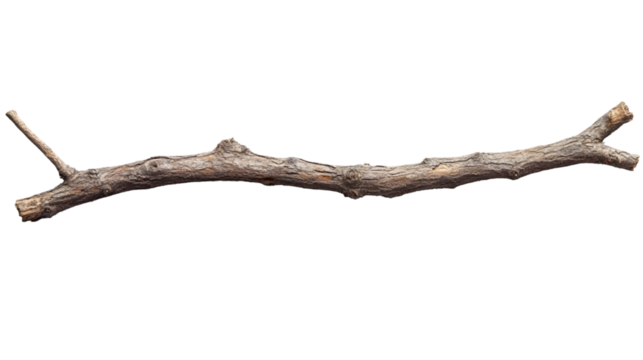 Isolated Dry Twig, Branch, Nature Element on transparent Background