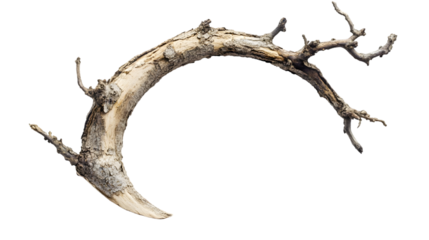 Crescent Moon Shaped Dead Branch Isolated on transparent Background
