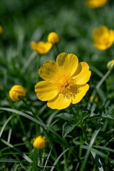 Fototapeta premium yellow flowers in a field of green grass with a yellow flower