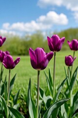 purple tulips in a field of green grass with a blue sky in the background