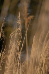 reed warbler