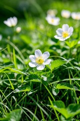 there are many white flowers that are growing in the grass