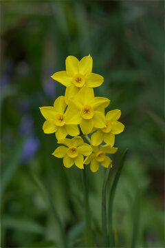 Jonquil Mini Daffodils