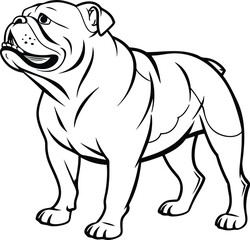 english bulldog vector illustration