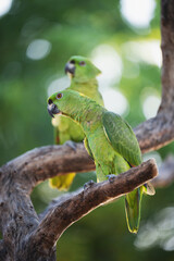Two parrots sit on tree branch