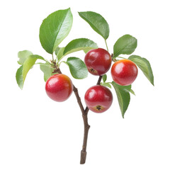 Red apples on a branch with green leaves a vibrant display of nature