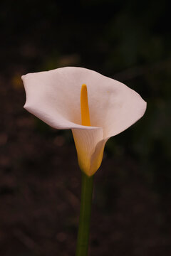 A Single Calla Lily 