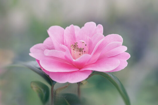 A Pink Camellia Flower