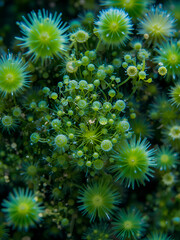 Unicellular algae Dunaliella salina under the microscope, Chlorophyta phylum, Volvocales order. Green in color, they live mainly in salty seas.