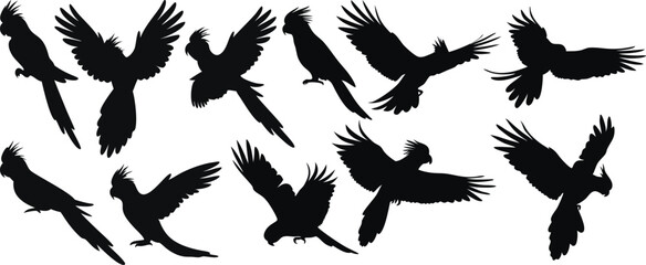 Charming Cockatiel Silhouettes - Elegant Bird Outlines for Pet Brands, Nursery Decor & Wildlife Art. High-Quality Vector Files in Black & White. cockatiel isolated on white background.