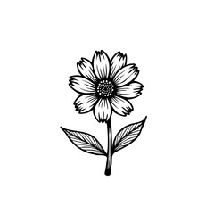 Detailed botanical illustration of a single daisy with leaves on white background