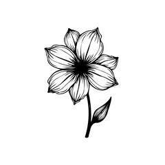 Elegant botanical illustration: a solitary flower in detailed black and white line art