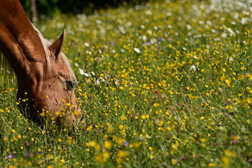 Margeritenwiese. Schönes Pferd grast auf Koppel mit Margeriten und giftigen Hahnenfuß