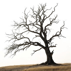tree with roots