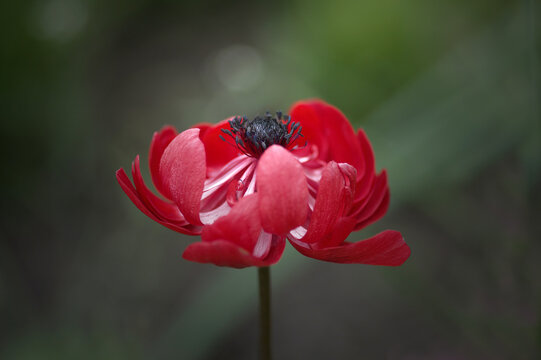 Red Anemone Coronaria 