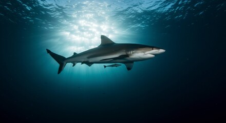 Obraz premium Shark in deep ocean. Sunlight beams through water