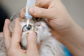 Veterinarian ophthalmologist administering eye drops to fluffy cat at clinic