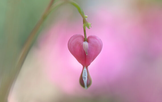 Pink Bleeding Heart Flower