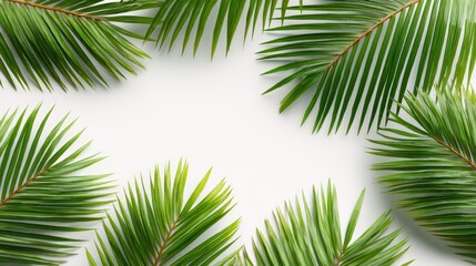 Obraz premium Lush Green Palm Leaves Framing a Soft White Background for Tropical Aesthetic Design