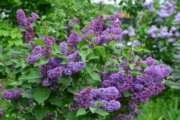 A vibrant lilac bush in full bloom, showcasing purple flowers and green leaves