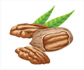 Realistic illustration of fresh pecans