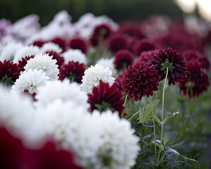 Vibrant dahlia blossoms in field