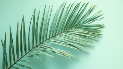 Obraz premium Elegant Palm Leaf on Soft Mint Background for Nature and Botanical Themes