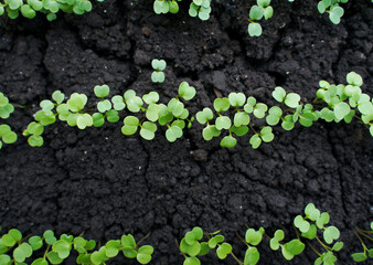 Young shoots of arugula sprouting in the soil. Selective focus. Concept of growing natural organic arugula seedlings in industrial production.