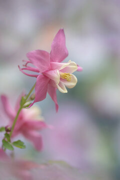 Pink Aquilegia Flower