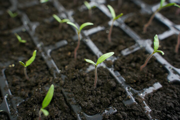 young tomato seedlings with the first leaves sprouting in the soil of the cassette. selective focus. concept of growing natural organic tomato seedlings in industrial production.