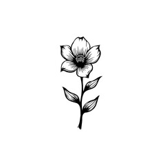 Elegant botanical illustration featuring a delicately rendered blooming flower