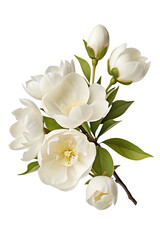 Obraz premium A delicate sprig of white camellias with buds and green leaves against a black background creating contrast on transparent background