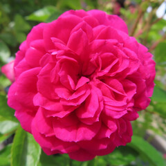 日本でバラがピンク色の花を咲かせています