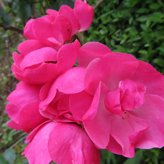 日本でバラがピンク色の花を咲かせています