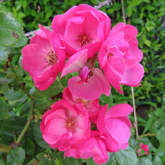 日本でバラがピンク色の花を咲かせています