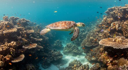 Fototapeta premium Sea turtle swimming amidst vibrant coral reef