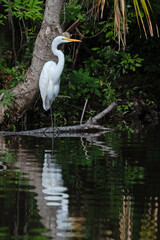 Great Egret perched in front of a tree, with reflection in water.