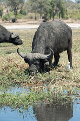 Obraz premium buffalo