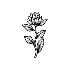 Elegant botanical illustration of a flower in a minimalist hand-drawn style