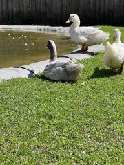 A flock of white domestic geese on the grass. A large white goose on a meadow. Domestic geese on a green lawn next to a small pond