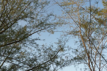 Tranquil View of Tree Branches Against a Clear Blue Sky During Evening Light
