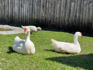 A flock of white domestic geese on the grass. A large white goose on a meadow. Domestic geese on a green lawn next to a small pond