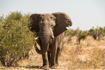 elephants in the savannah